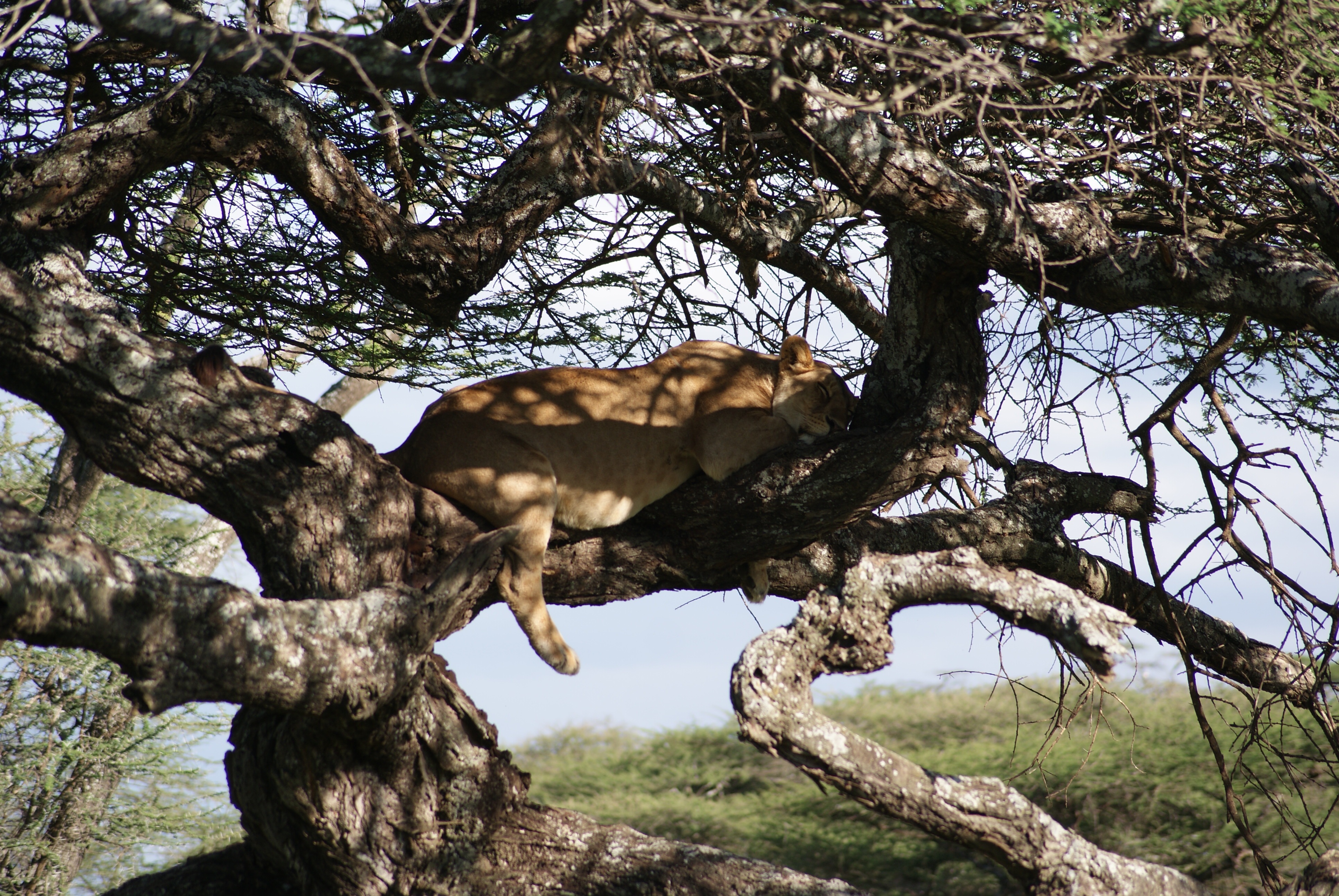 sleeping lion 